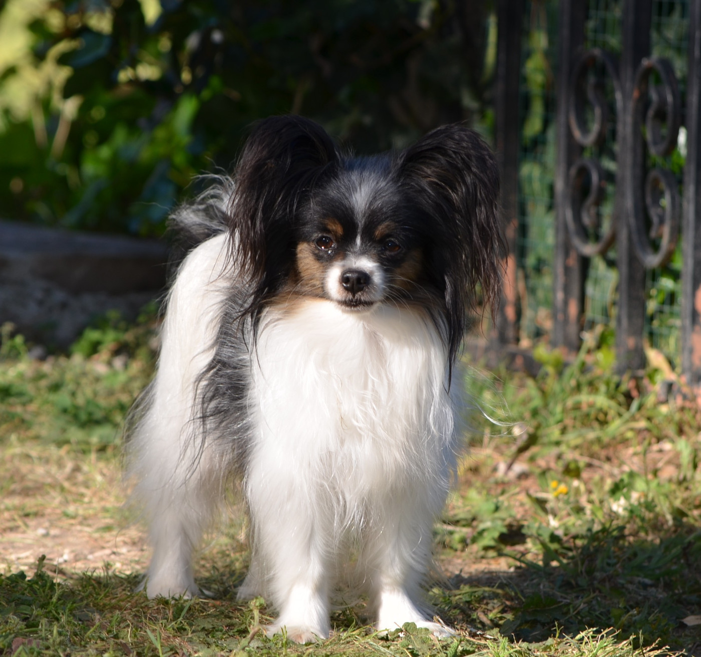 Tesla des Plaines Du Minervois