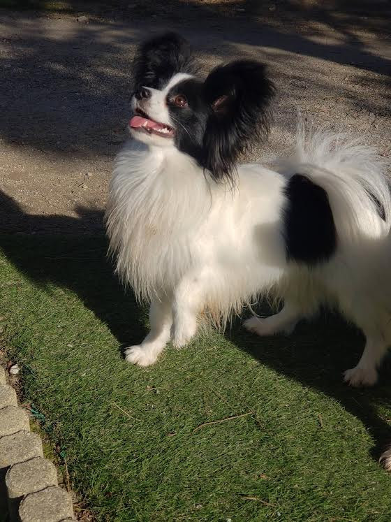 Vroom Des Terres D'Atimys