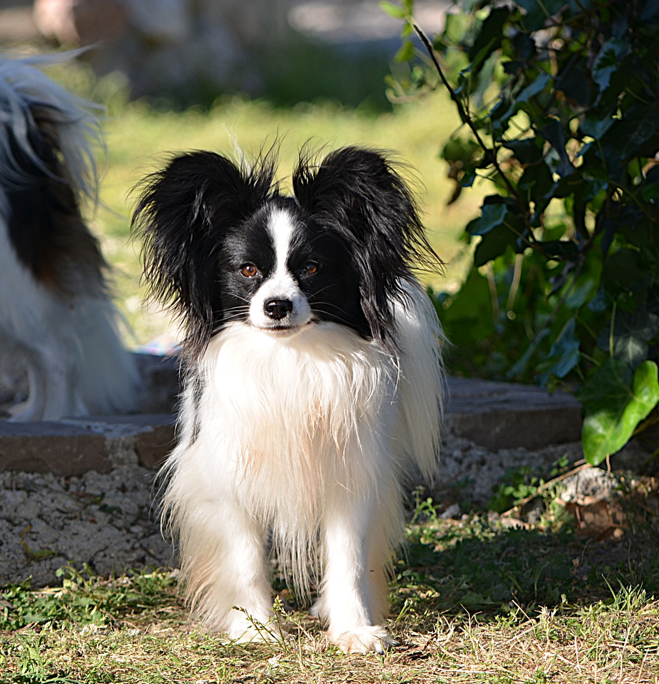 Vroom Des Terres D'Atimys