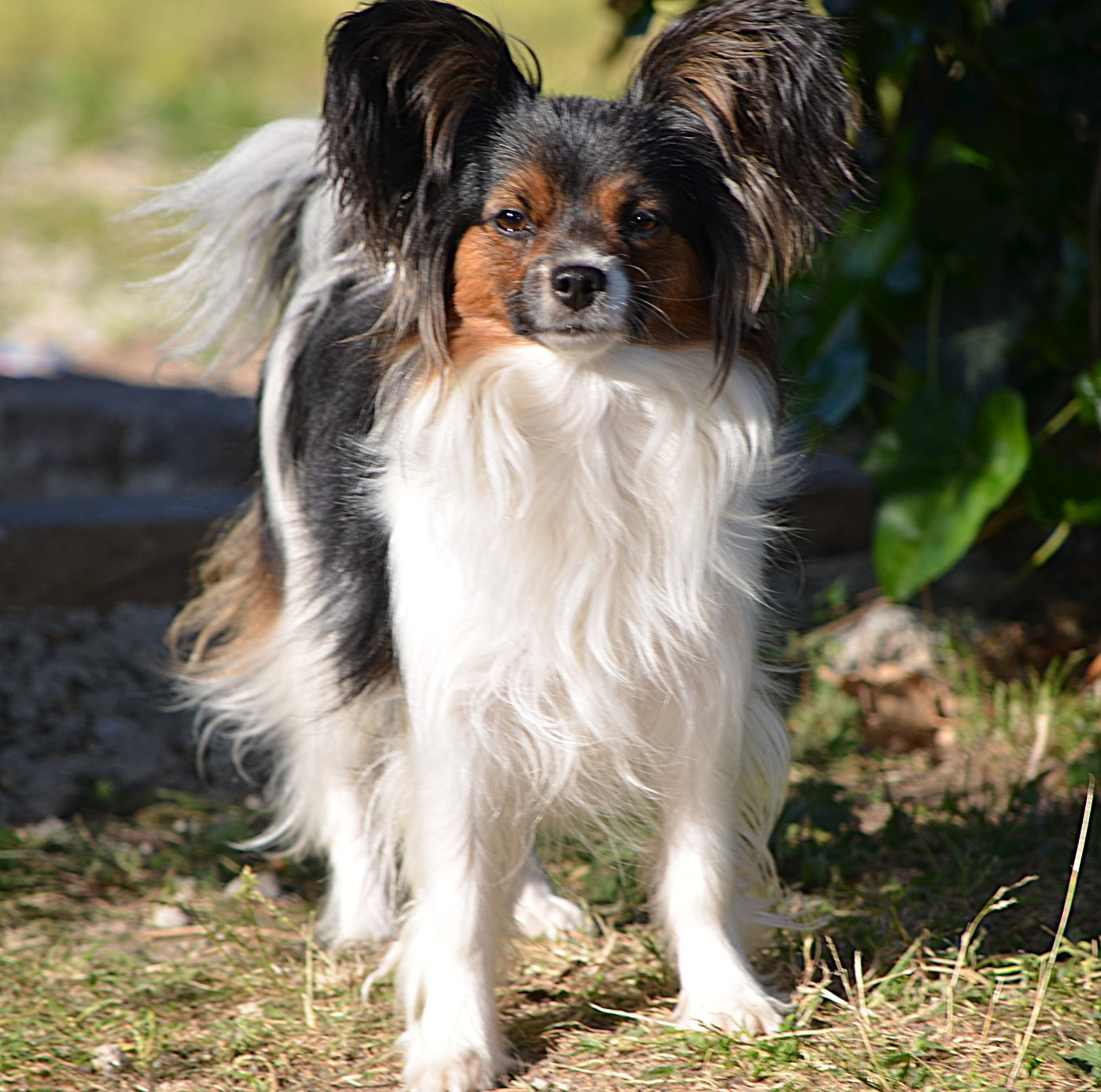 Vaïs des Plaines Du Minervois
