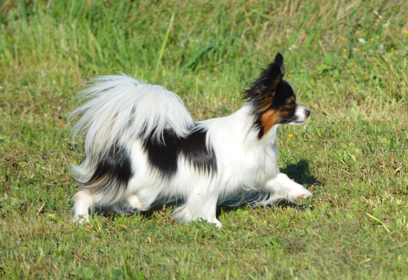 Avril des Plaines Du Minervois