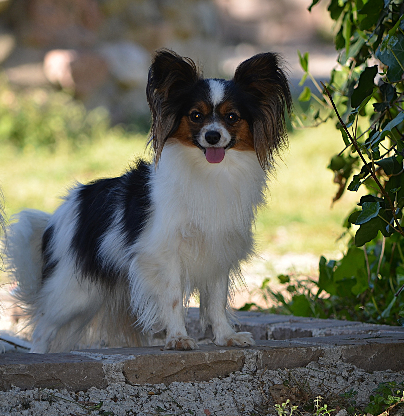 Velcro Du Domaine De Beryl