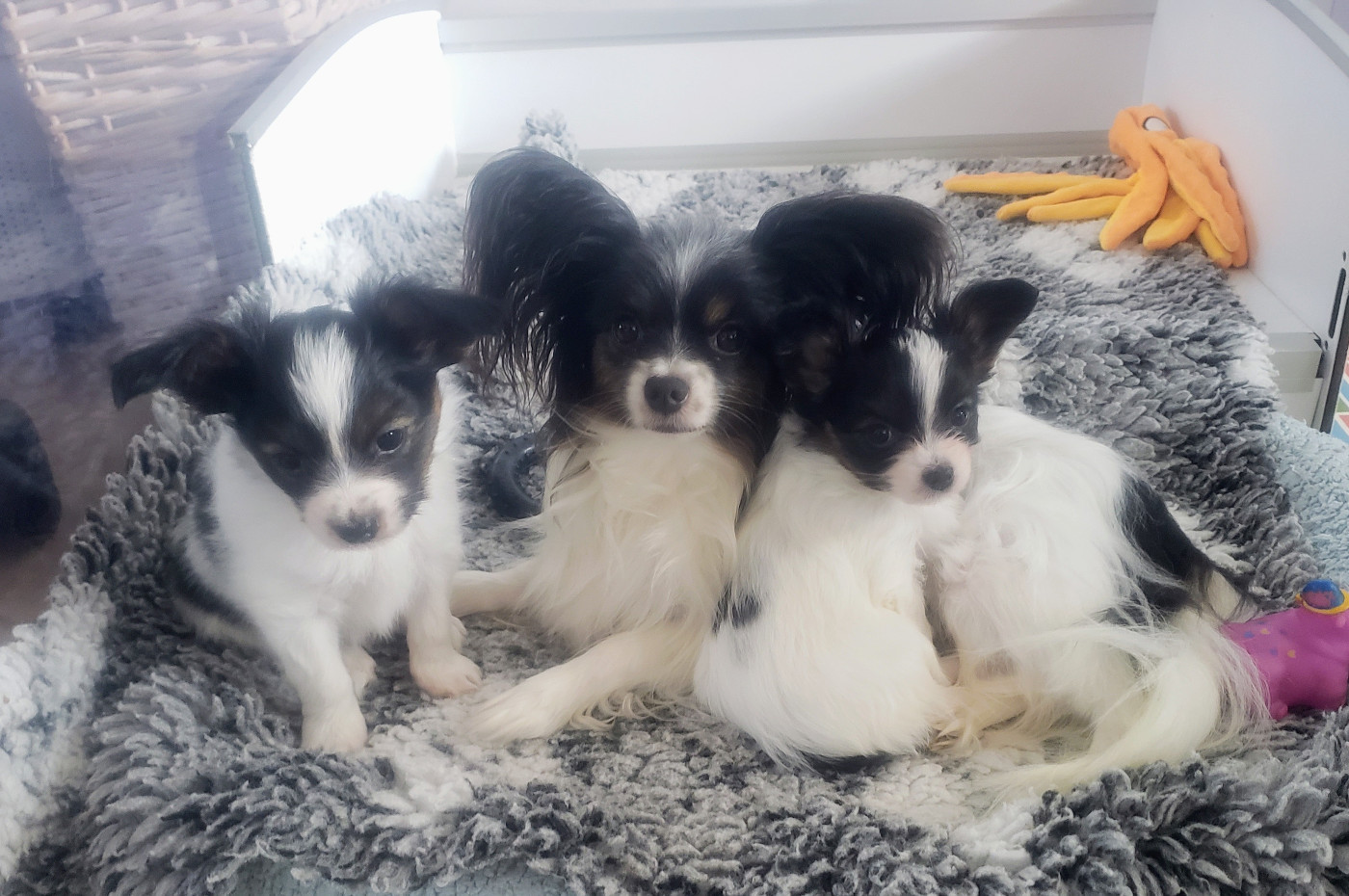 des Plaines Du Minervois - Epagneul nain Continental (Papillon) - Portée née le 24/12/2025