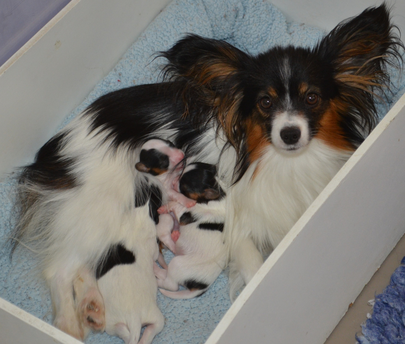 Chiot Epagneul nain Continental (Papillon) des Plaines Du Minervois