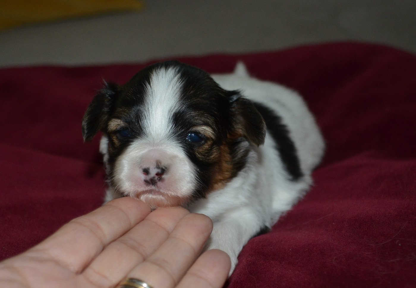 des Plaines Du Minervois - Chiots disponibles - Epagneul nain Continental (Papillon)