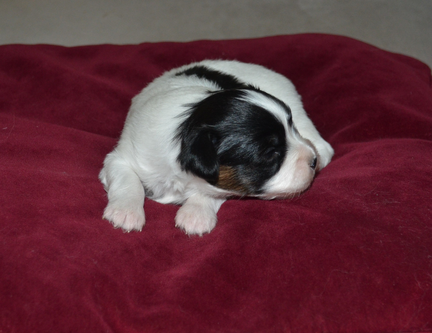 des Plaines Du Minervois - Chiots disponibles - Epagneul nain Continental (Papillon)
