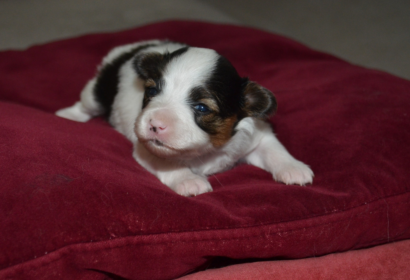 des Plaines Du Minervois - Chiots disponibles - Epagneul nain Continental (Papillon)