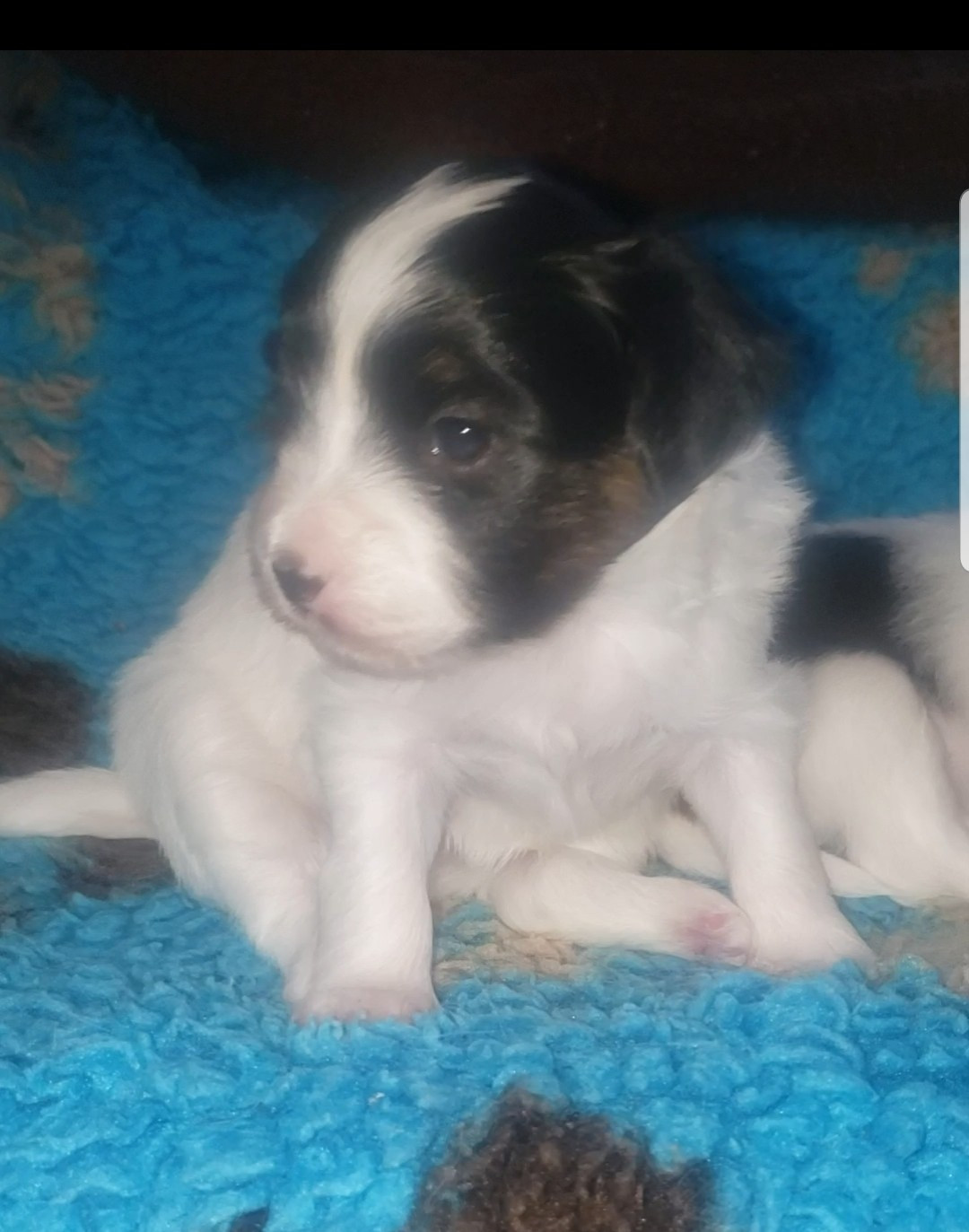 des Plaines Du Minervois - Chiots disponibles - Epagneul nain Continental (Papillon)