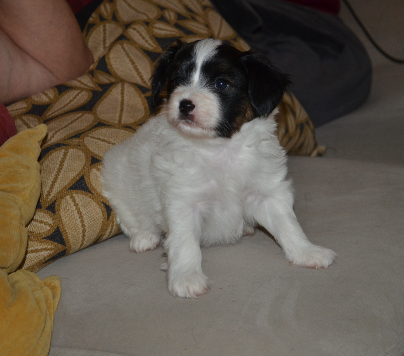 des Plaines Du Minervois - Chiots disponibles - Epagneul nain Continental (Papillon)