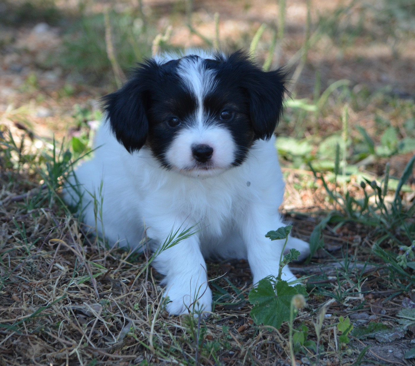 des Plaines Du Minervois - Chiots disponibles - Epagneul nain Continental (Papillon)