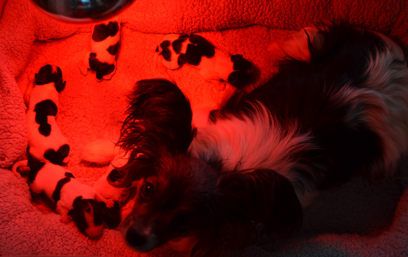 Chiot Epagneul nain Continental (Papillon) des Plaines Du Minervois