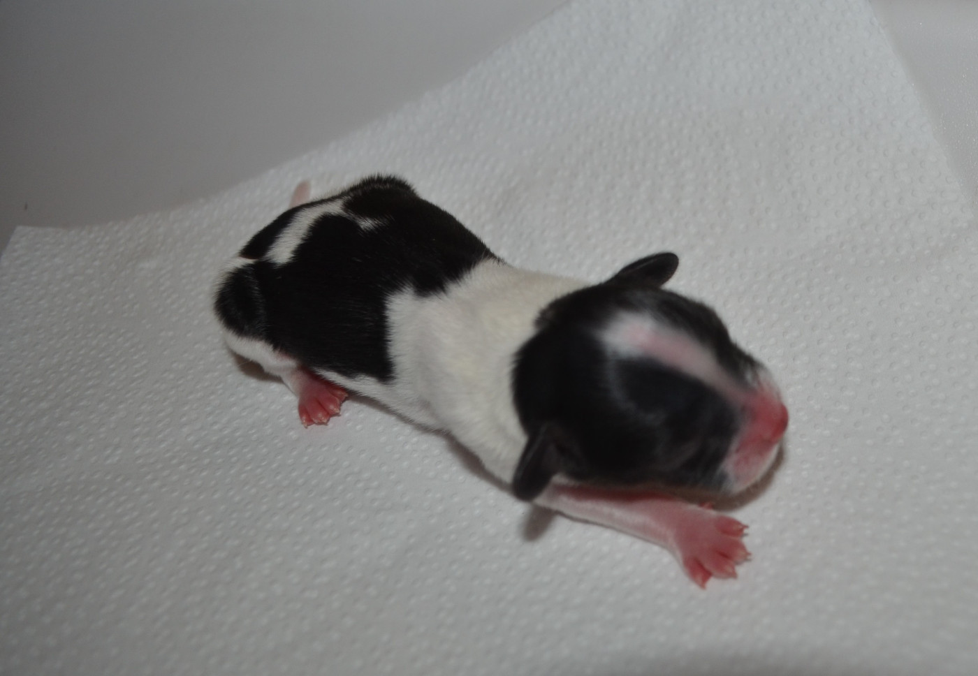 des Plaines Du Minervois - Chiots disponibles - Epagneul nain Continental (Papillon)