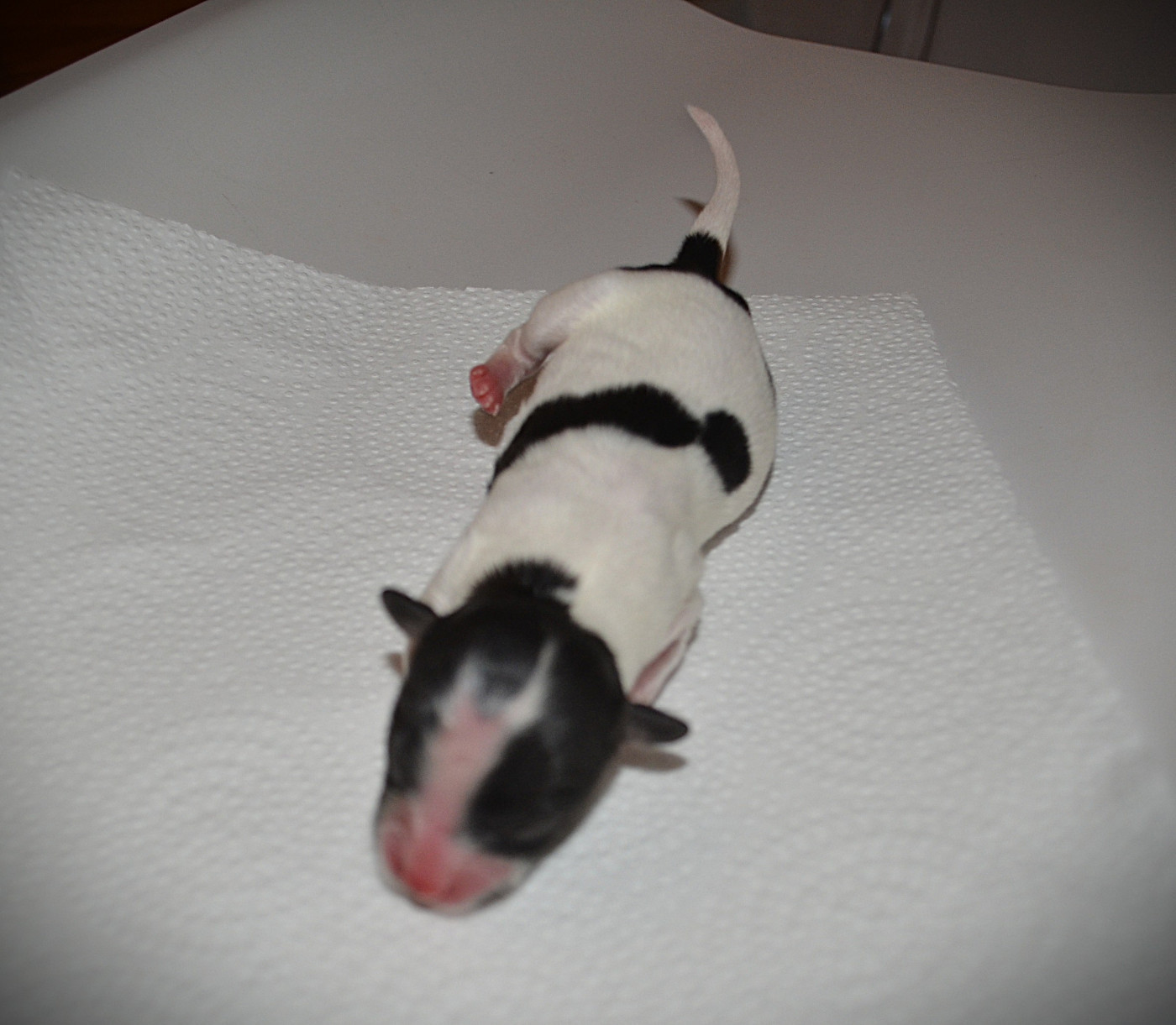 des Plaines Du Minervois - Chiots disponibles - Epagneul nain Continental (Papillon)