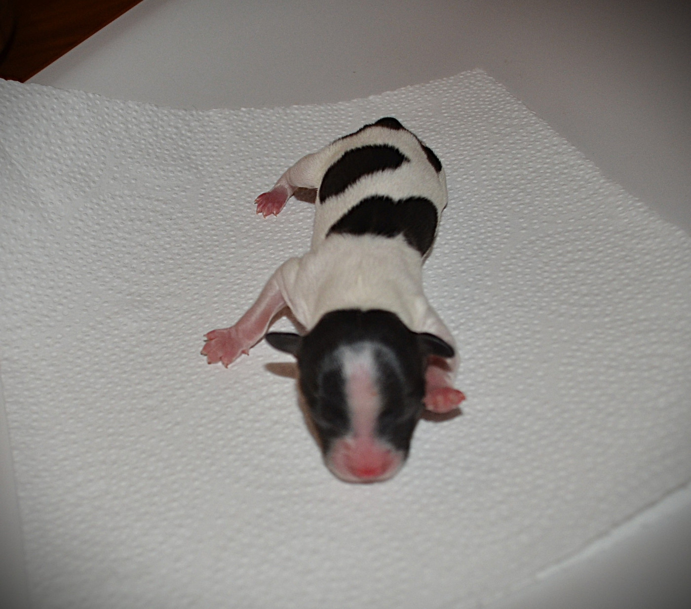 des Plaines Du Minervois - Chiots disponibles - Epagneul nain Continental (Papillon)