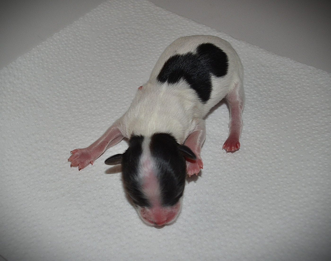 des Plaines Du Minervois - Chiots disponibles - Epagneul nain Continental (Papillon)