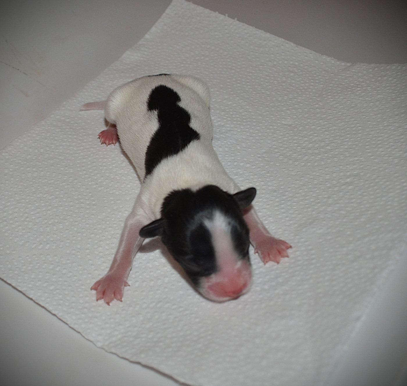 des Plaines Du Minervois - Chiots disponibles - Epagneul nain Continental (Papillon)