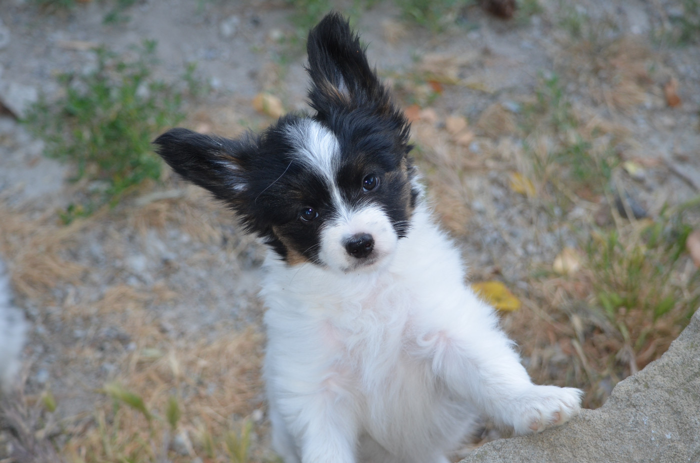 des Plaines Du Minervois - Chiots disponibles - Epagneul nain Continental (Papillon)