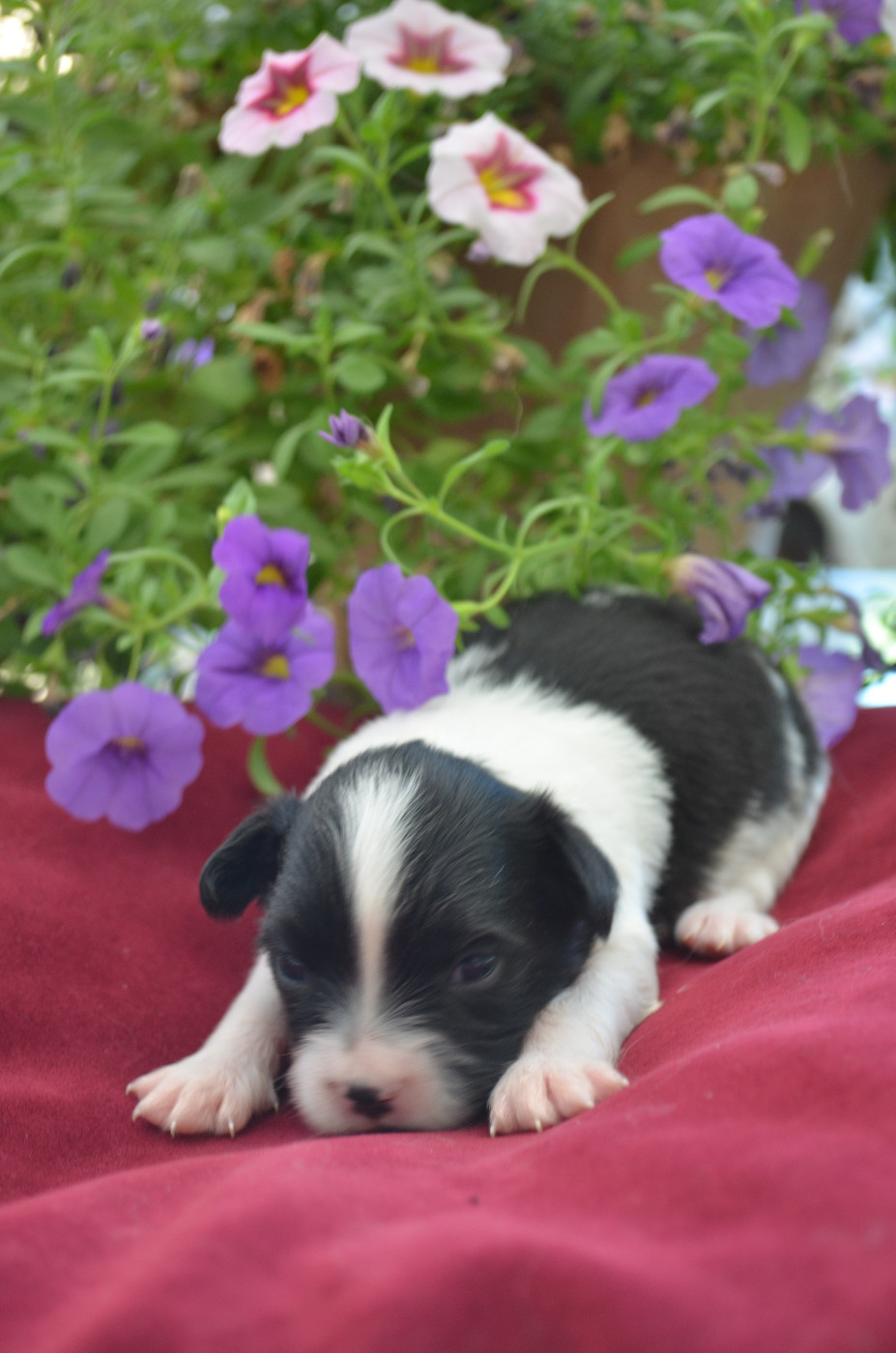 des Plaines Du Minervois - Chiots disponibles - Epagneul nain Continental (Papillon)