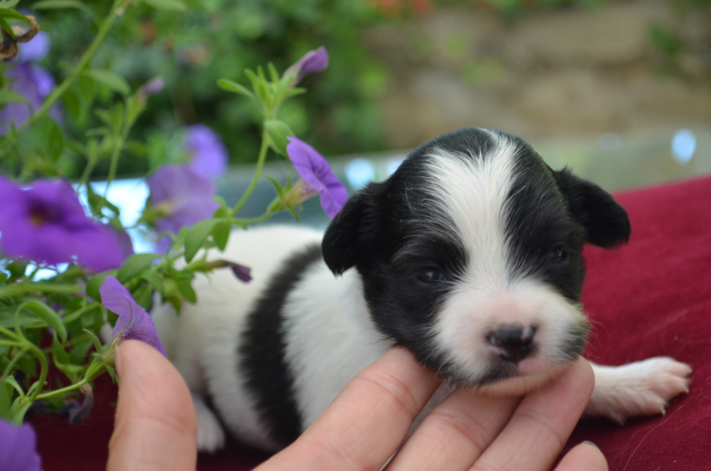 des Plaines Du Minervois - Chiots disponibles - Epagneul nain Continental (Papillon)