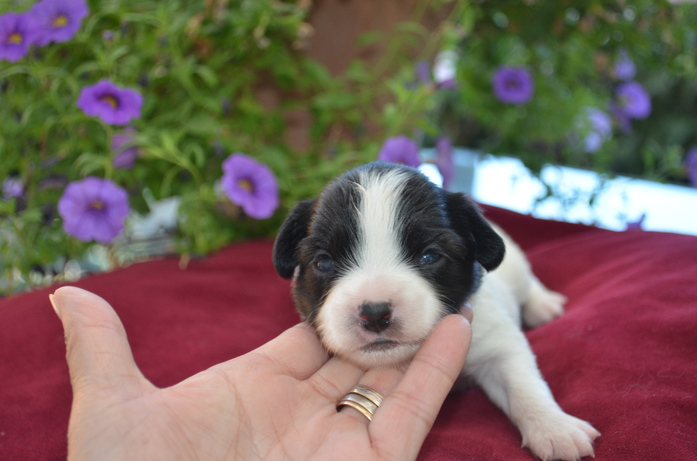 des Plaines Du Minervois - Chiots disponibles - Epagneul nain Continental (Papillon)