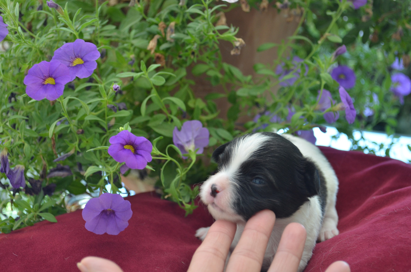 des Plaines Du Minervois - Chiots disponibles - Epagneul nain Continental (Papillon)