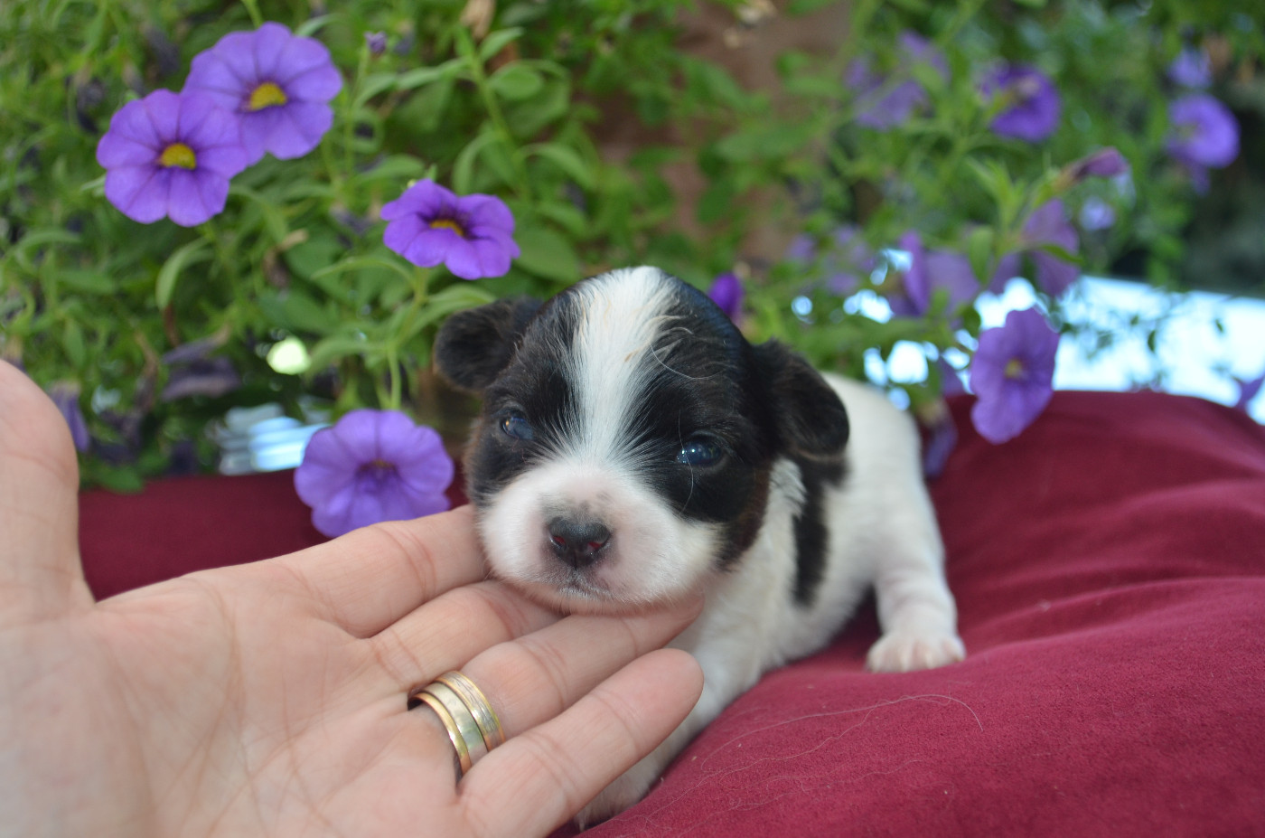 des Plaines Du Minervois - Chiots disponibles - Epagneul nain Continental (Papillon)