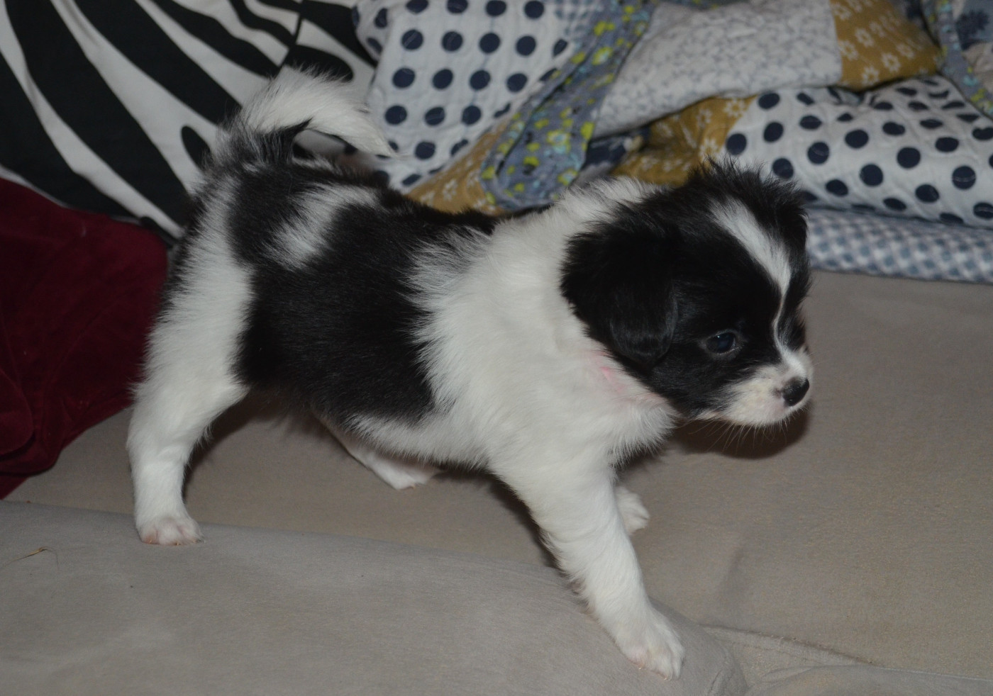 des Plaines Du Minervois - Chiots disponibles - Epagneul nain Continental (Papillon)