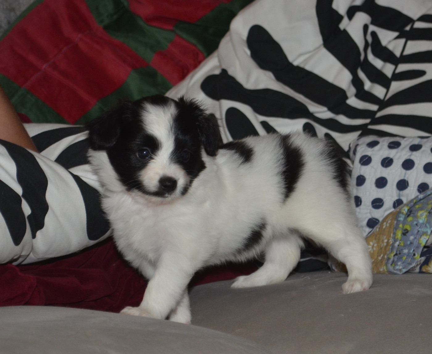 des Plaines Du Minervois - Chiots disponibles - Epagneul nain Continental (Papillon)