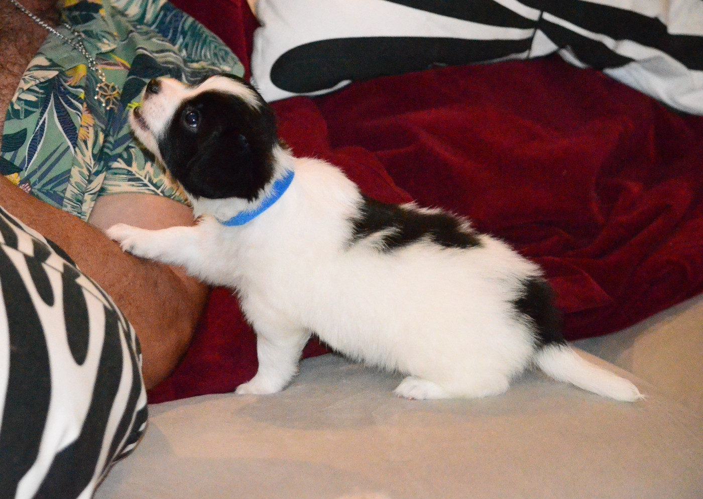des Plaines Du Minervois - Chiots disponibles - Epagneul nain Continental (Papillon)