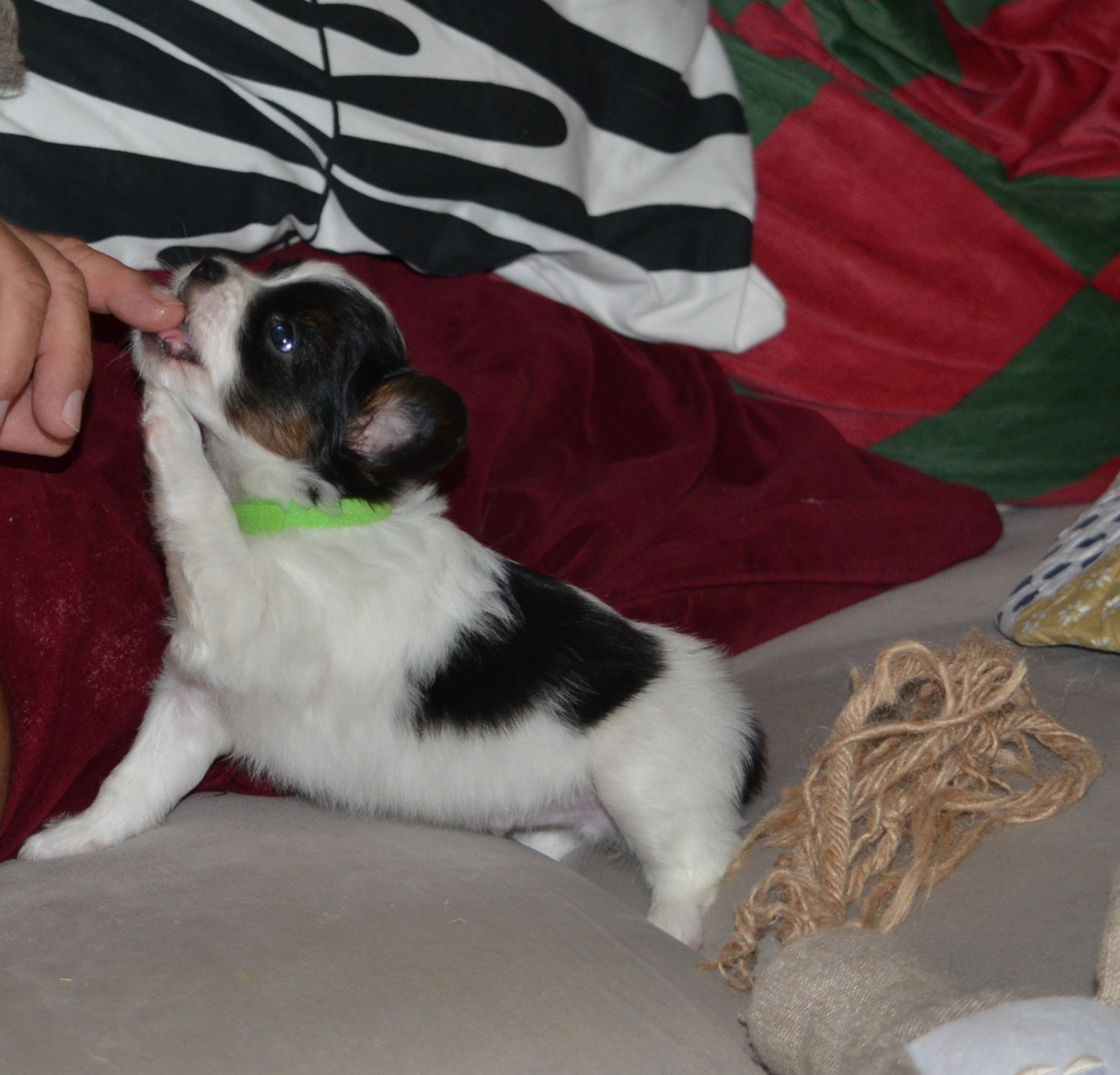 des Plaines Du Minervois - Chiots disponibles - Epagneul nain Continental (Papillon)
