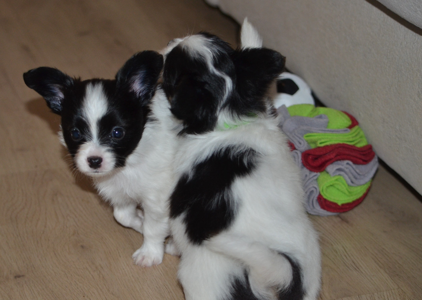 Chiot Epagneul nain Continental (Papillon) des Plaines Du Minervois