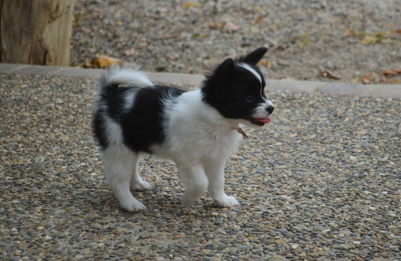 des Plaines Du Minervois - Chiots disponibles - Epagneul nain Continental (Papillon)