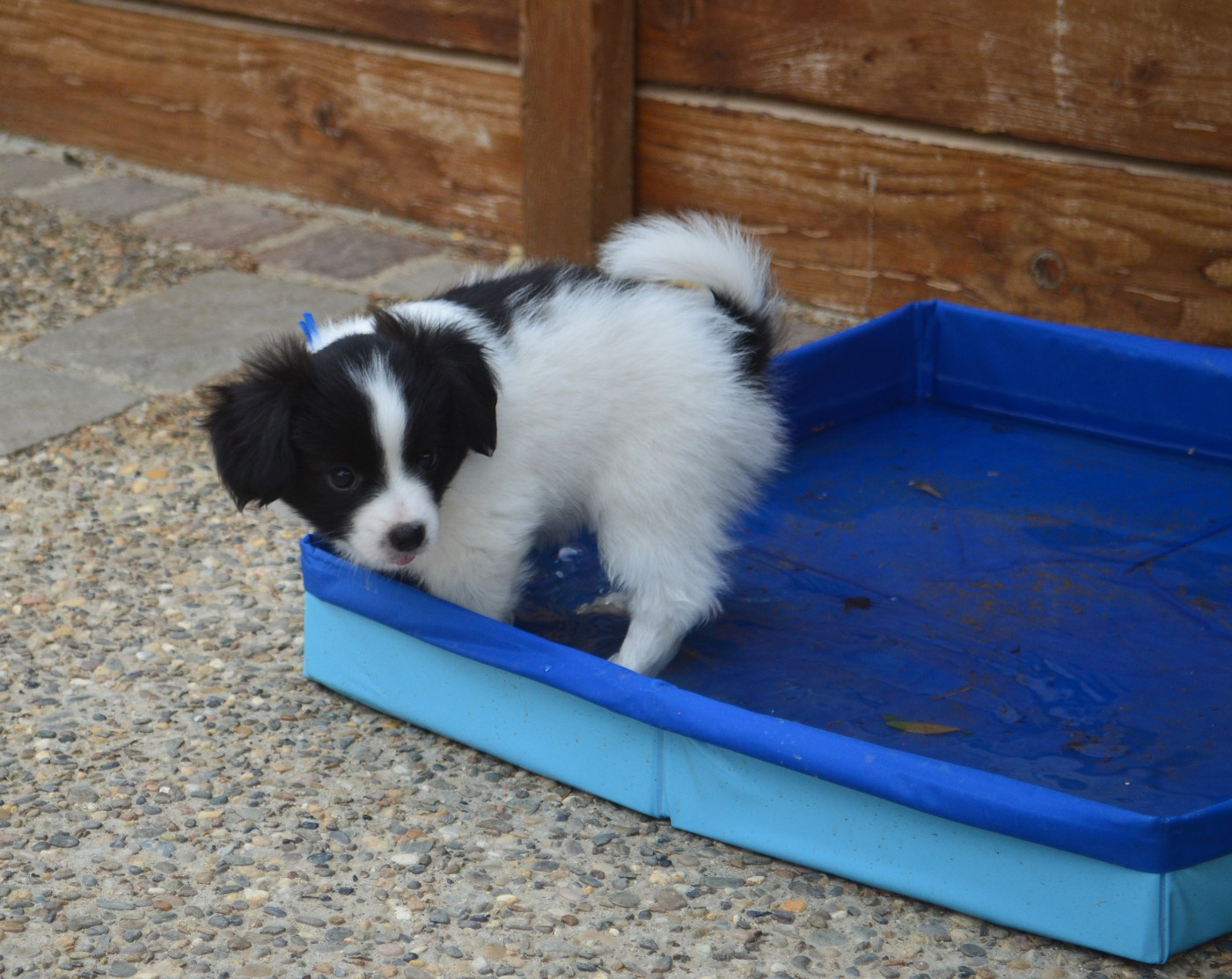 des Plaines Du Minervois - Chiots disponibles - Epagneul nain Continental (Papillon)
