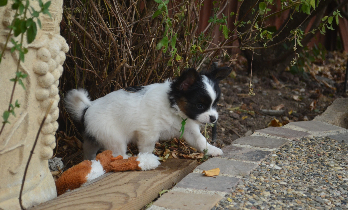 des Plaines Du Minervois - Chiots disponibles - Epagneul nain Continental (Papillon)