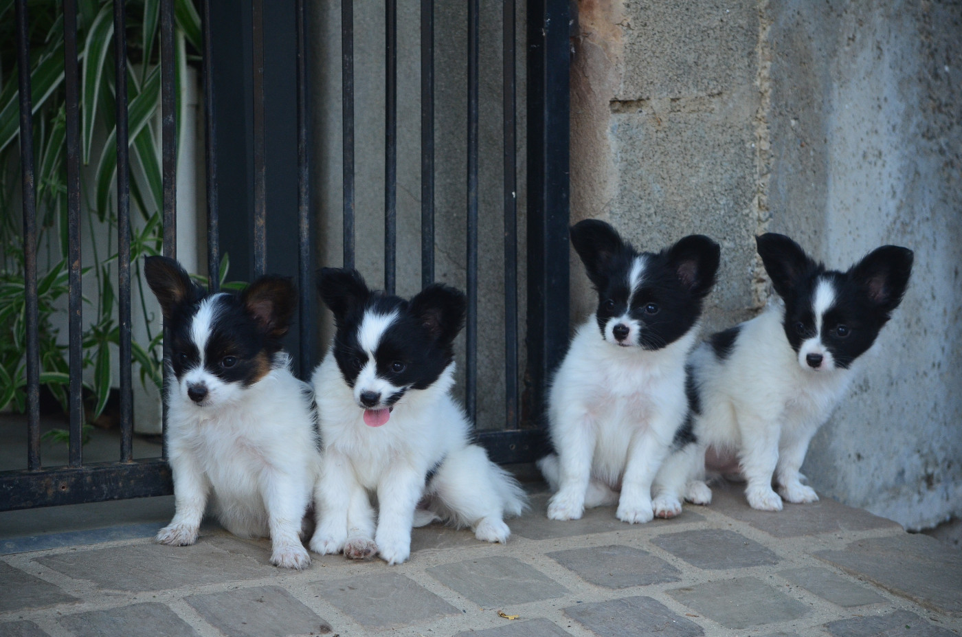 Chiot Epagneul nain Continental (Papillon) des Plaines Du Minervois