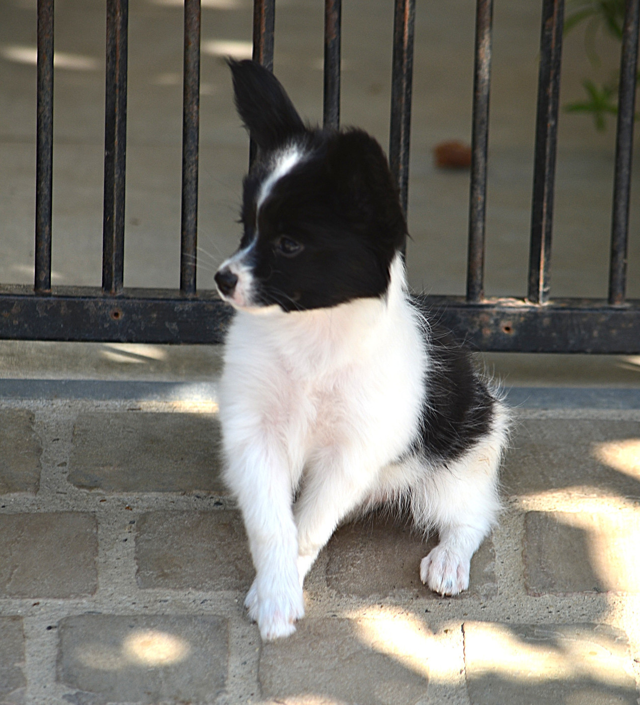des Plaines Du Minervois - Chiots disponibles - Epagneul nain Continental (Papillon)