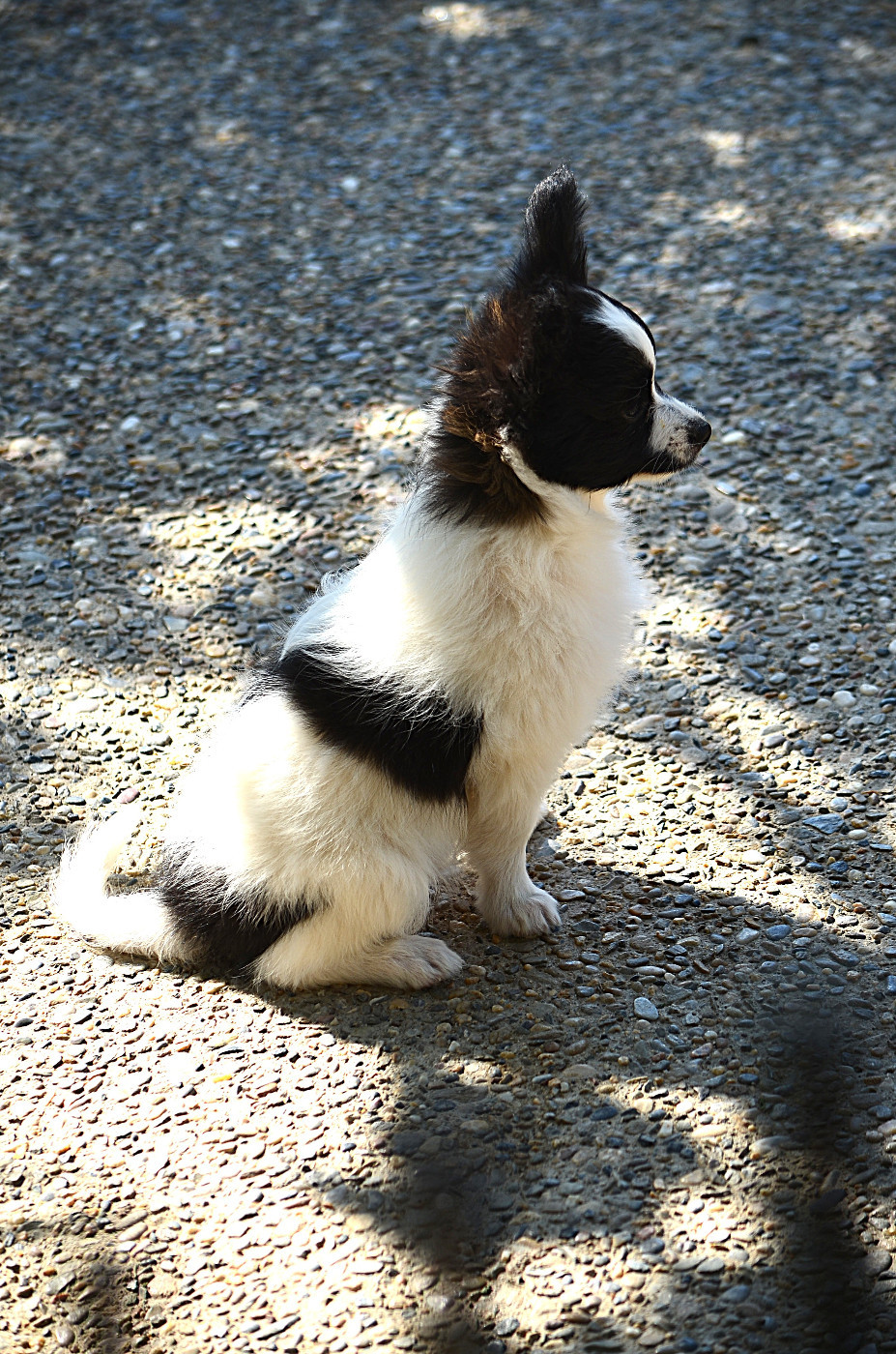 des Plaines Du Minervois - Chiots disponibles - Epagneul nain Continental (Papillon)